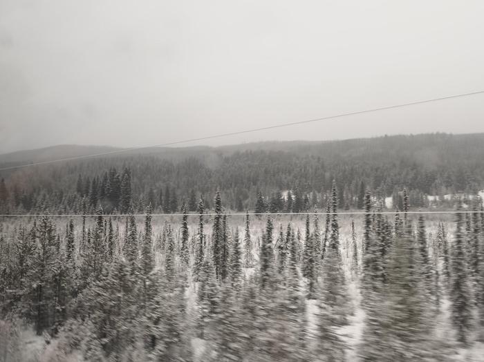 Snow covered forests