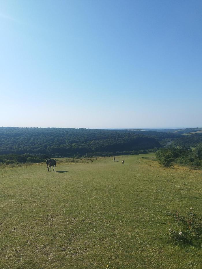 Horses in Butser Natural Nature Reserve