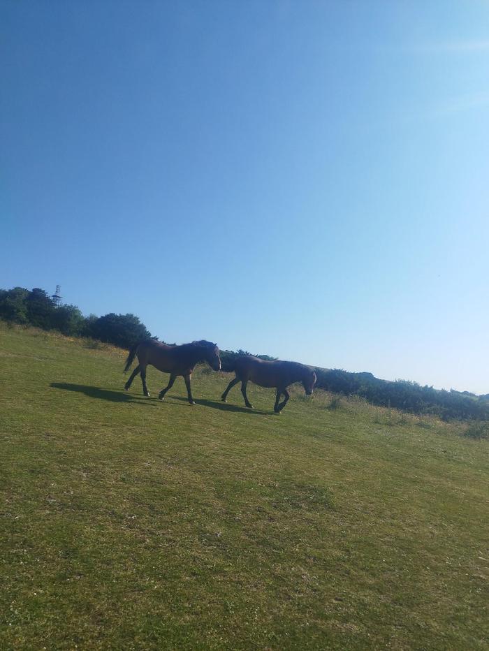 Horses in Butser Natural Nature Reserve