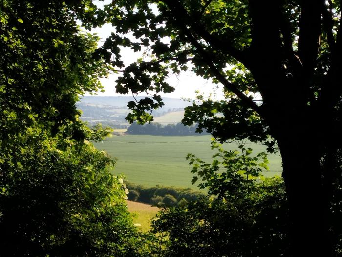 A morning view across fields through a parting in the trees