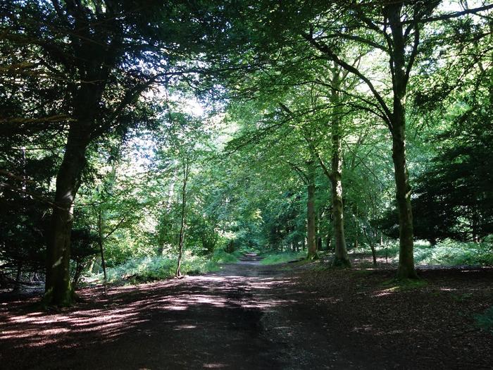 Queen Elizabeth Country Park